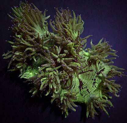 Catalaphyllia jardinei (Premium)