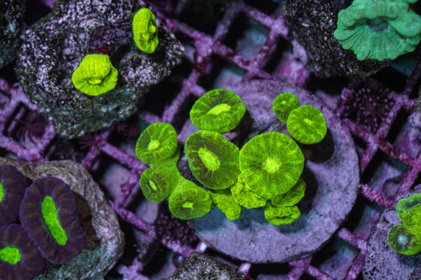 Caulastrea curvata (Ultra)