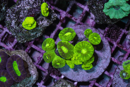 Caulastrea curvata (Ultra)