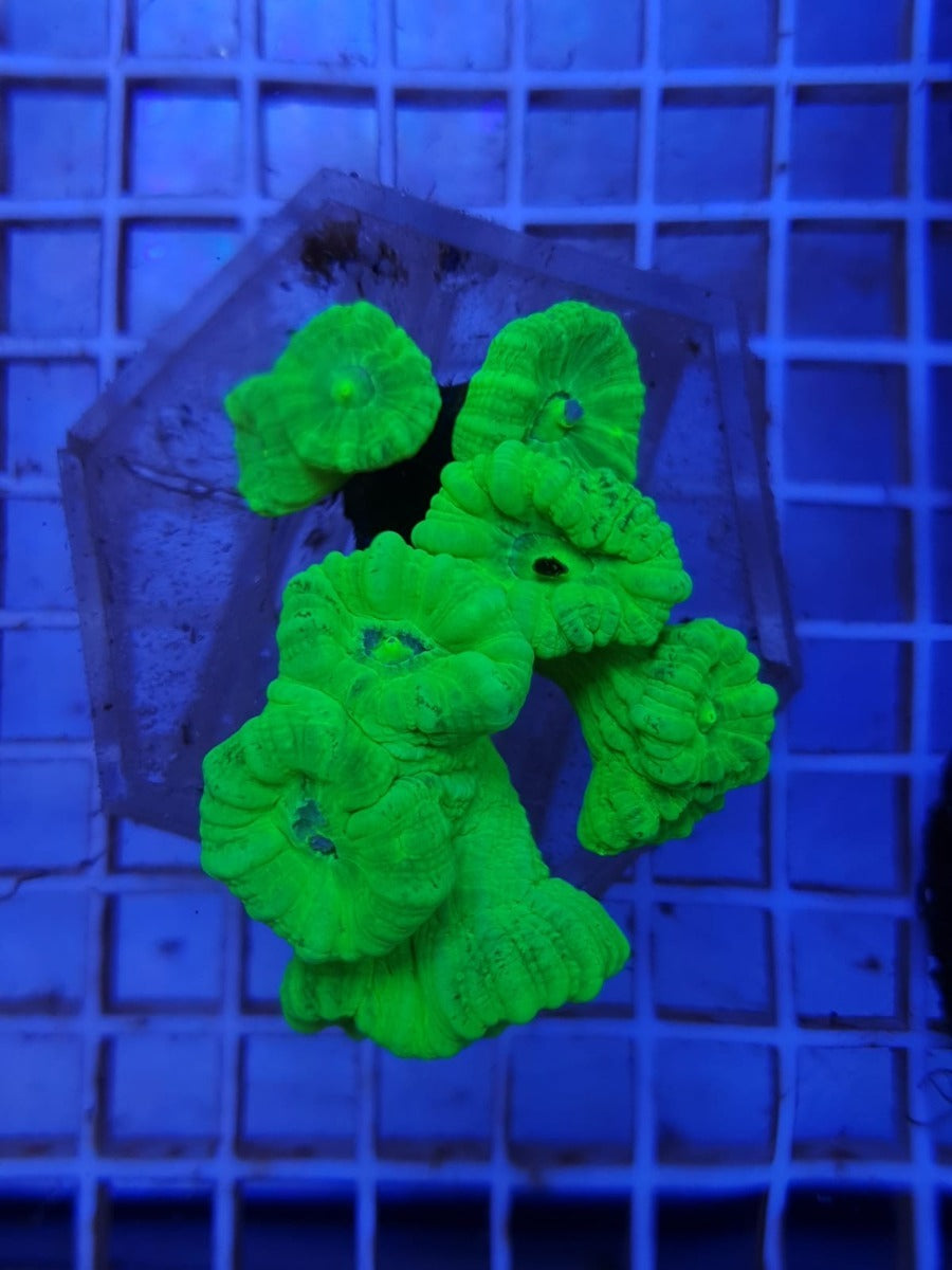 Caulastrea curvata (Ultra)