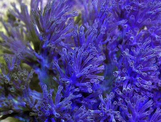 Cespitularia infirmata
