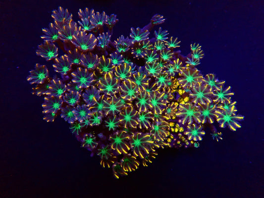 Clavularia (Oranje/gestreept)