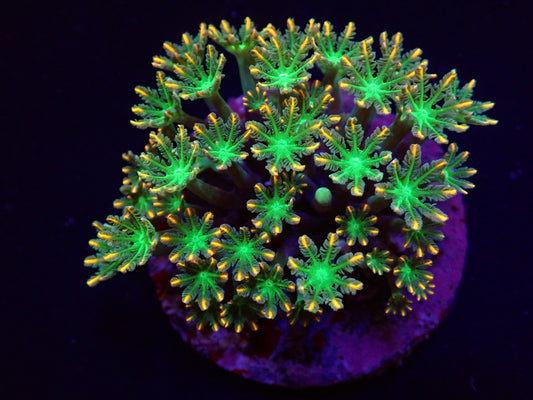 Clavularia (Oranje/gestreept)