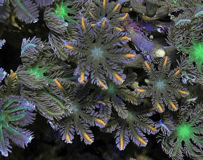 Clavularia (Orange/striped)