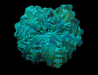Cynarina macassarensis