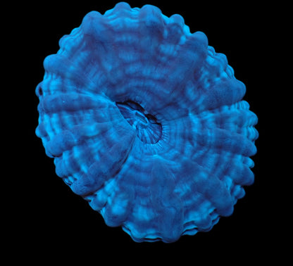Cynarina macassarensis
