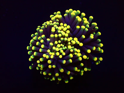 Euphyllia glabrescens (Orange-Yellow)