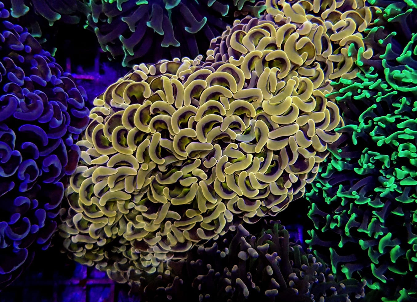 Euphyllia ancora (Orange-Yellow) (Premium)