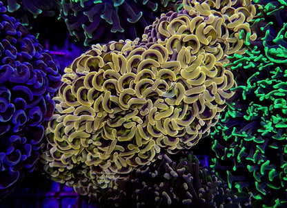 Euphyllia ancora (Orange-Yellow) (Premium)