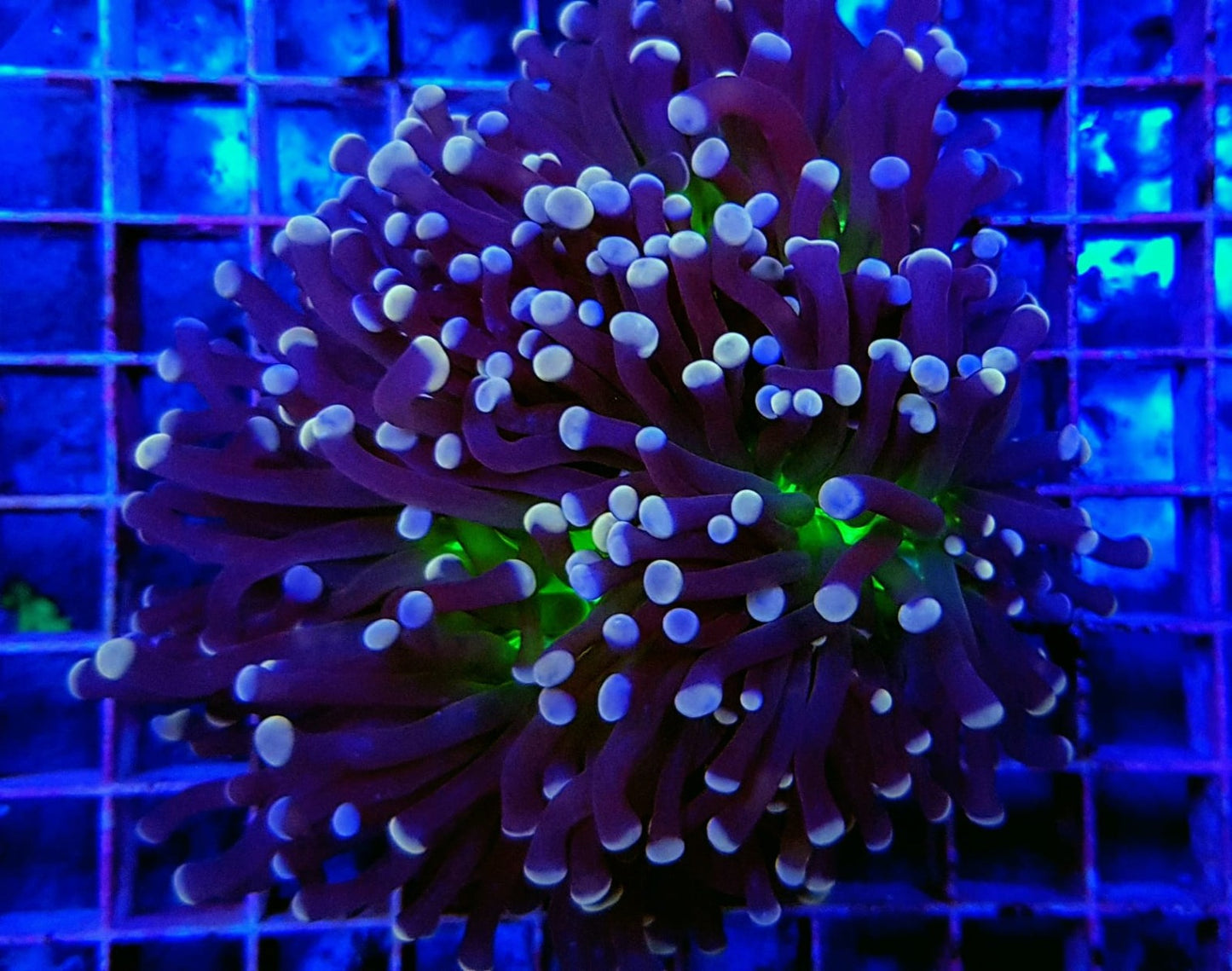 Euphyllia cristata (Joker)