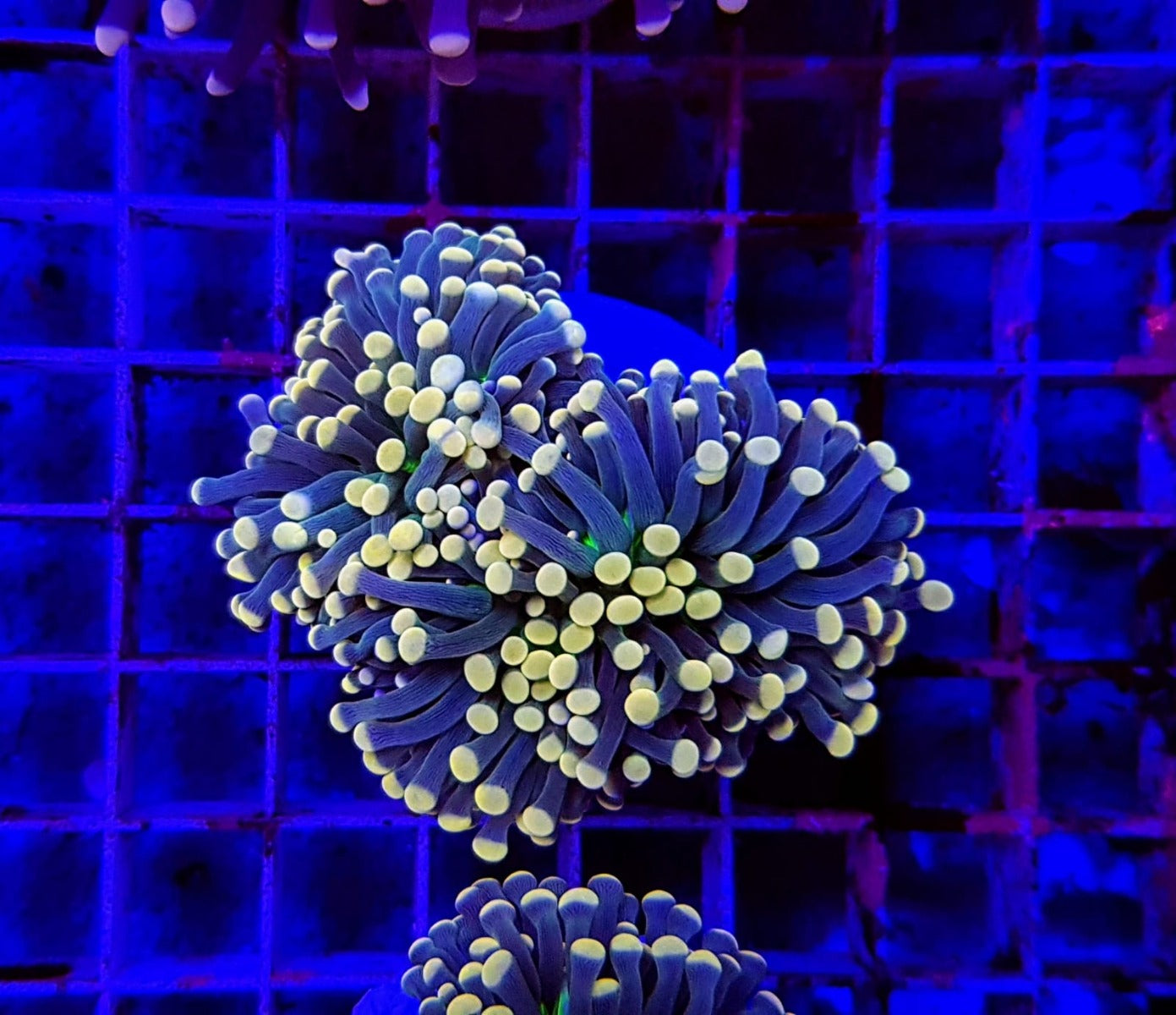 Euphyllia cristata (Joker)