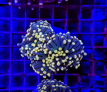 Euphyllia cristata (Joker)