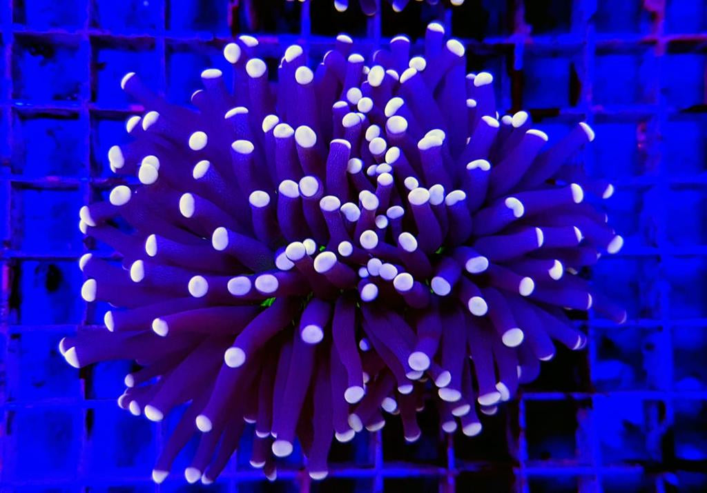 Euphyllia cristata (Joker)