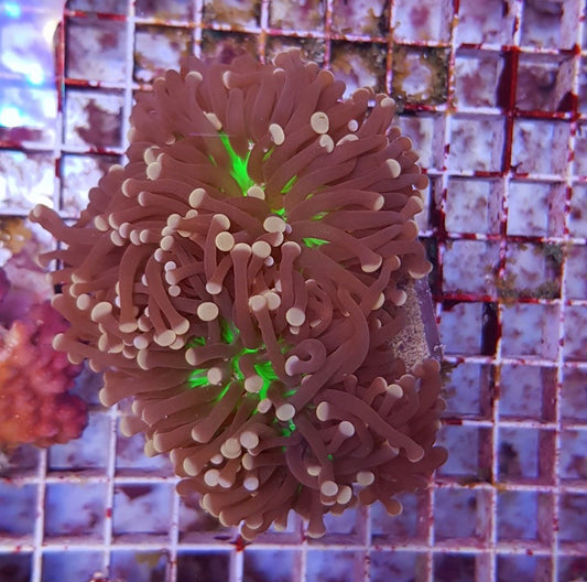 Euphyllia cristata (Joker)