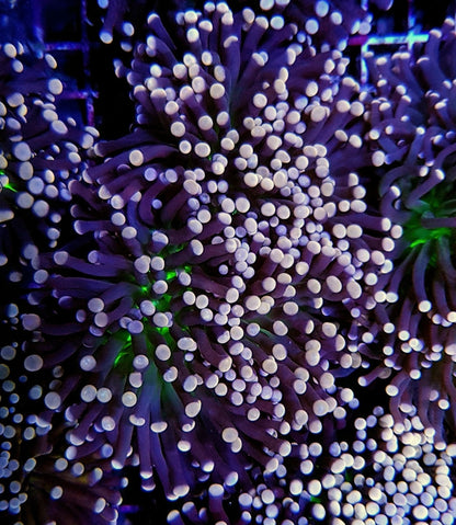 Euphyllia cristata (Joker)