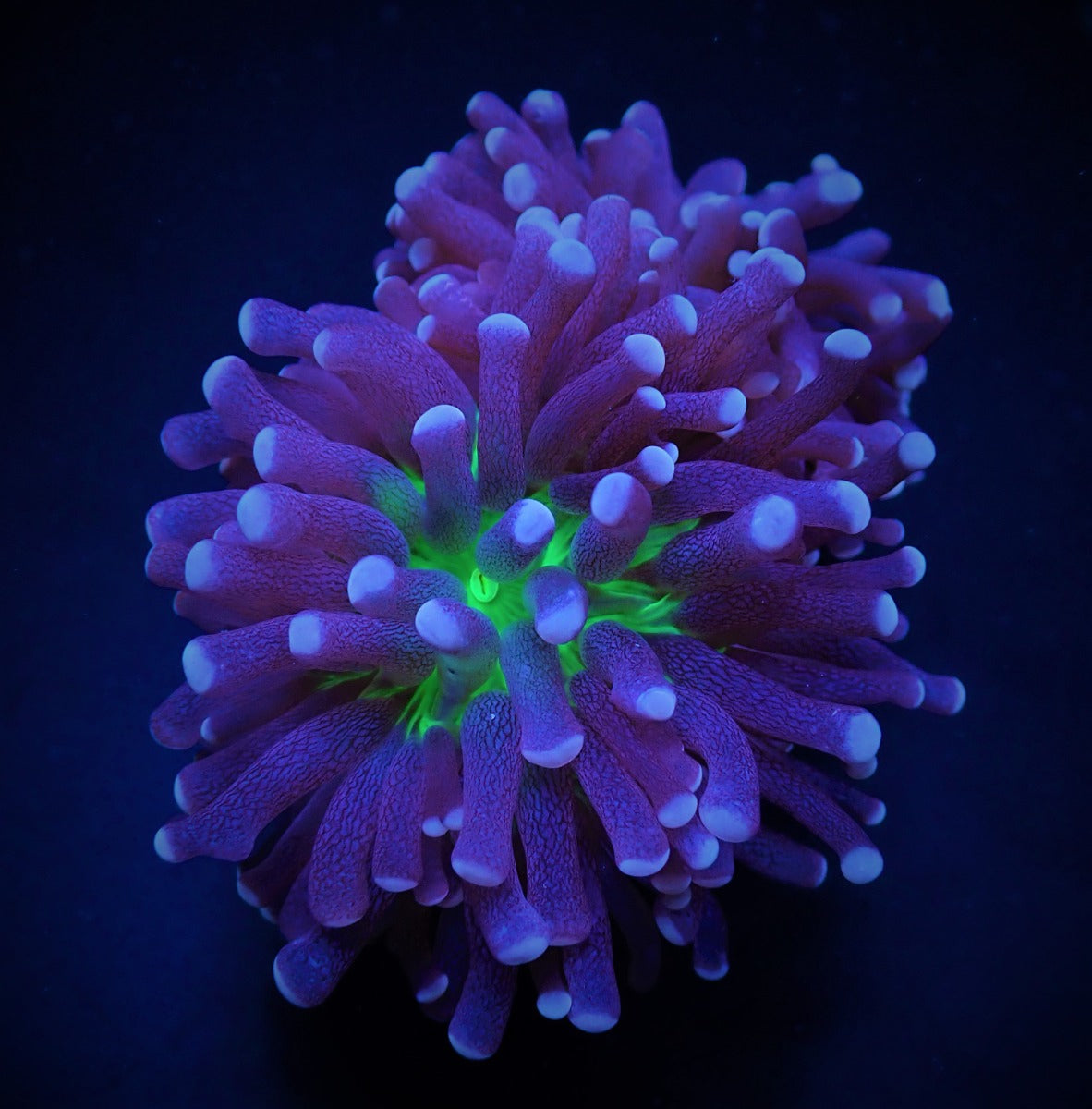 Euphyllia cristata (Joker)