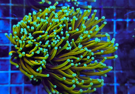 Euphyllia glabrescens (Drakenziel)
