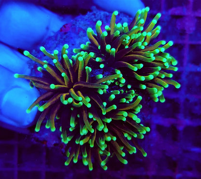 Euphyllia glabrescens (Drakenziel)