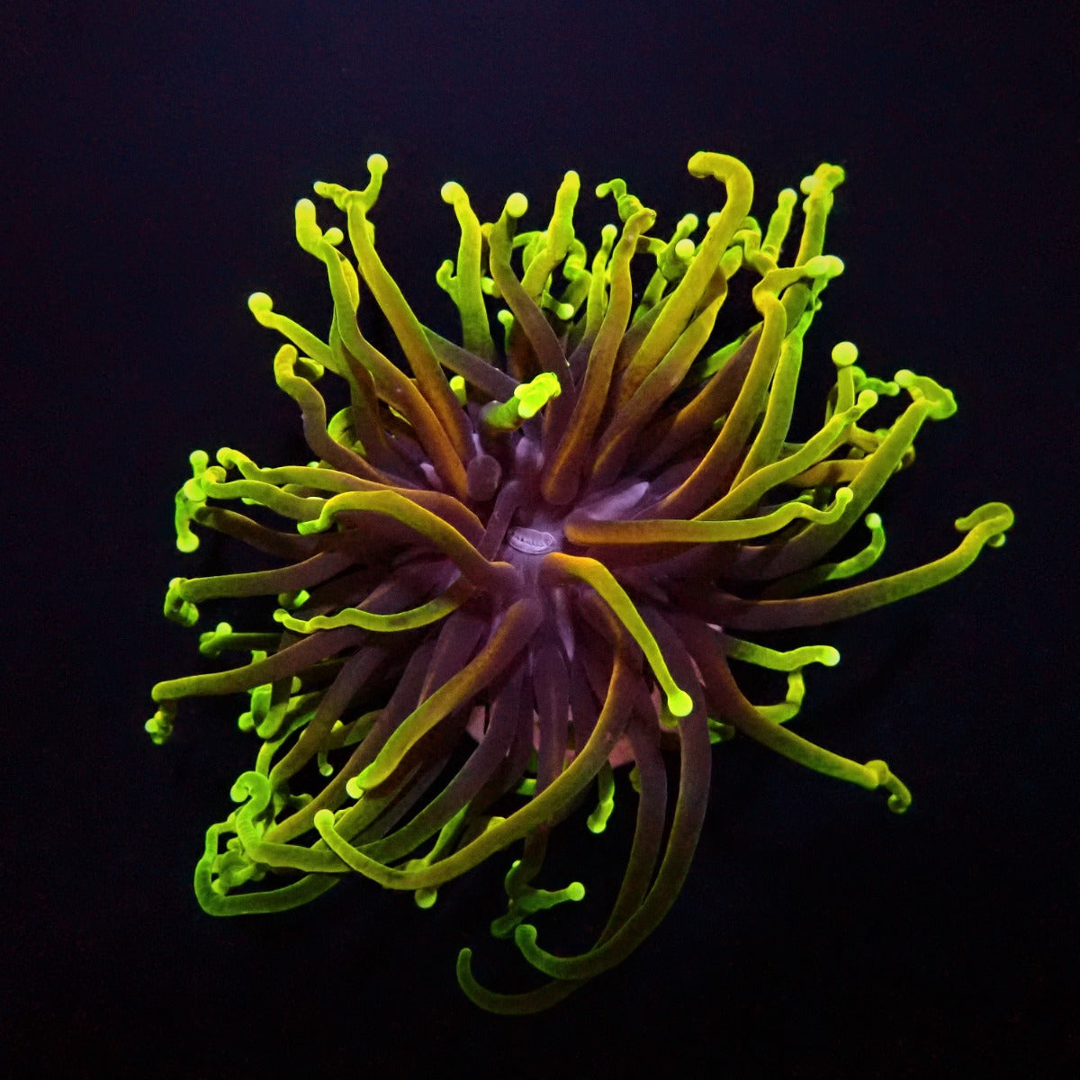 Euphyllia glabrescens (Drakenziel)