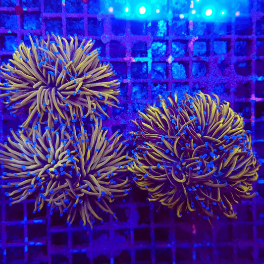 Euphyllia glabrescens (Goudfakkel)