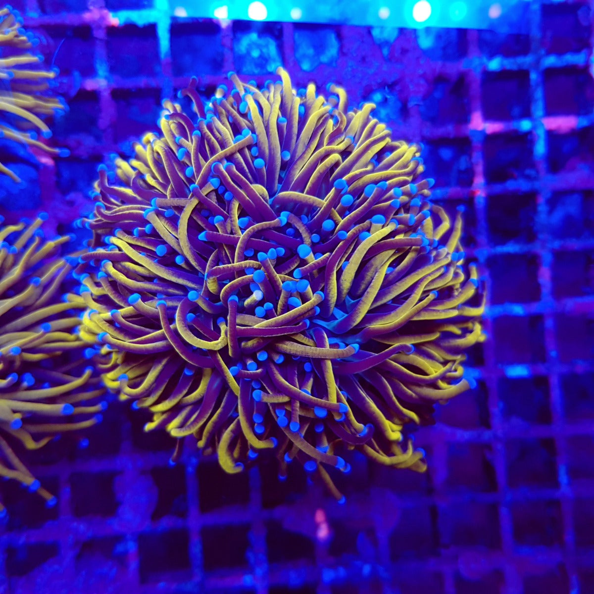 Euphyllia glabrescens (Goudfakkel)