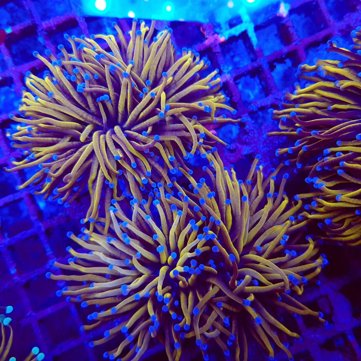 Euphyllia glabrescens (Goudfakkel)