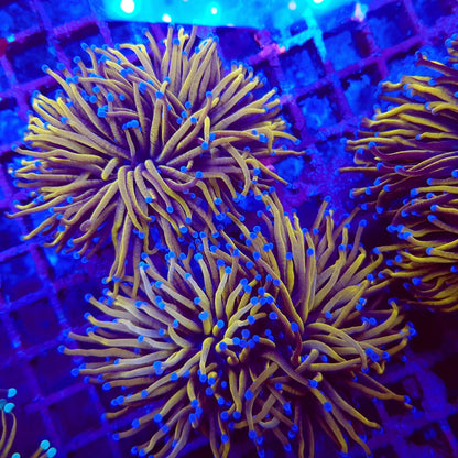 Euphyllia glabrescens (Goudfakkel)