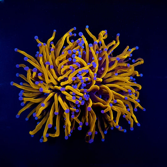 Euphyllia glabrescens (Goudfakkel)