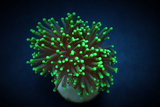 Euphyllia glabrescens (Premium)