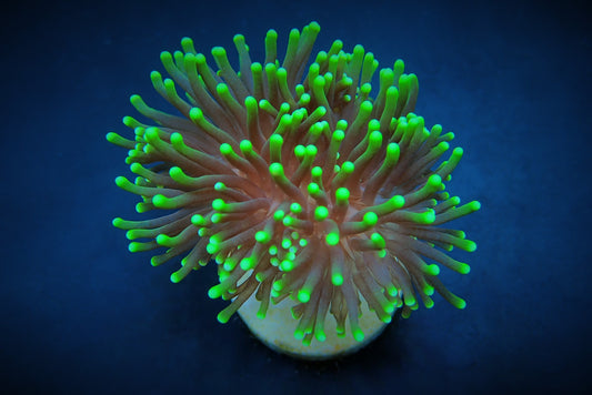 Euphyllia glabrescens (Premium)