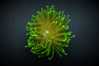 Euphyllia glabrescens (Tiger Ultra)
