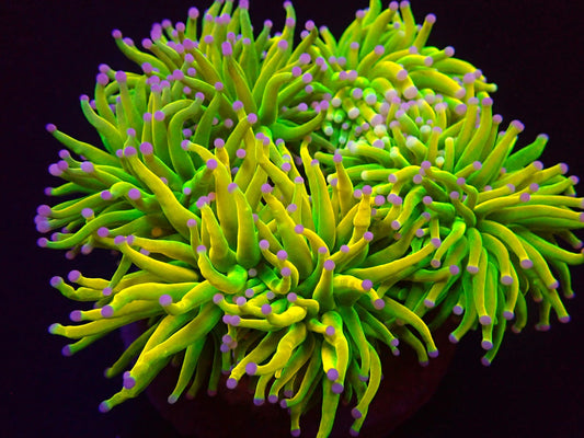 Euphyllia glabrescens (Heilige Graal)
