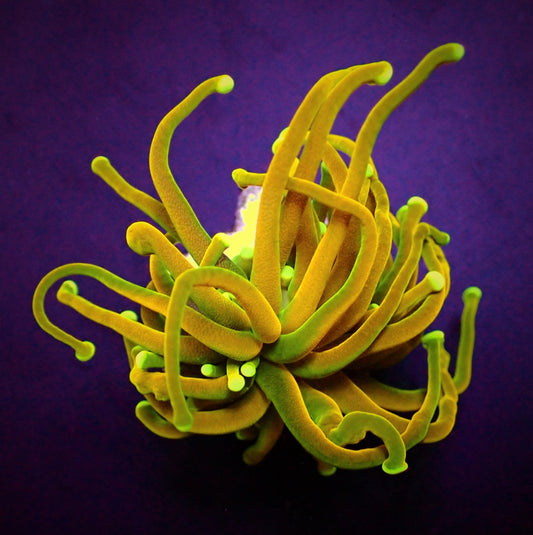 Euphyllia glabrescens (Heilige Graal)