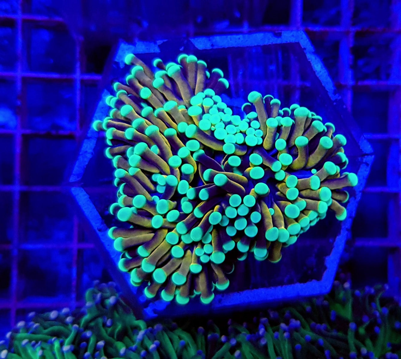 Euphyllia glabrescens (NYknicks)