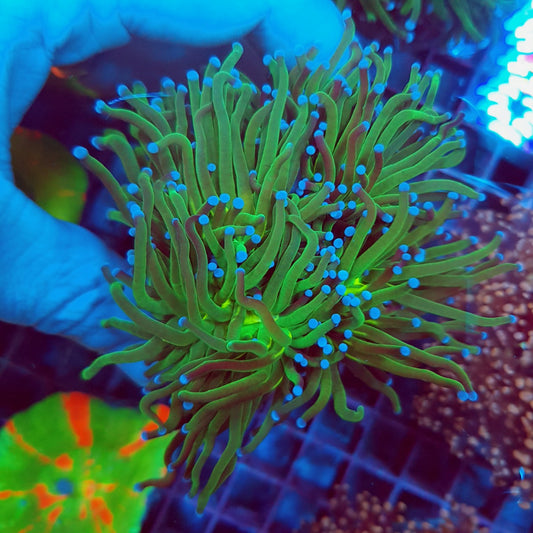 Euphyllia glabrescens (Omgekeerde Heilige Graal)