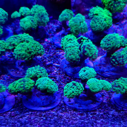 Euphyllia paraancora (Premium)