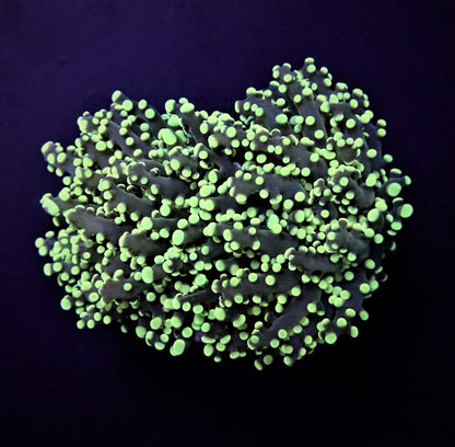 Euphyllia paradivisa (Green)