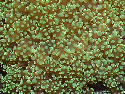 Euphyllia yaeyamaensis (Premium)