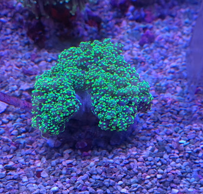 Euphyllia yaeyamaensis (Premium)