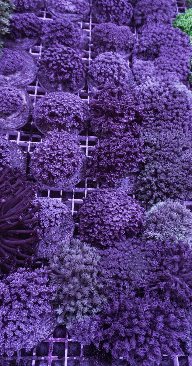 Goniopora spp. (Blue-Purple)