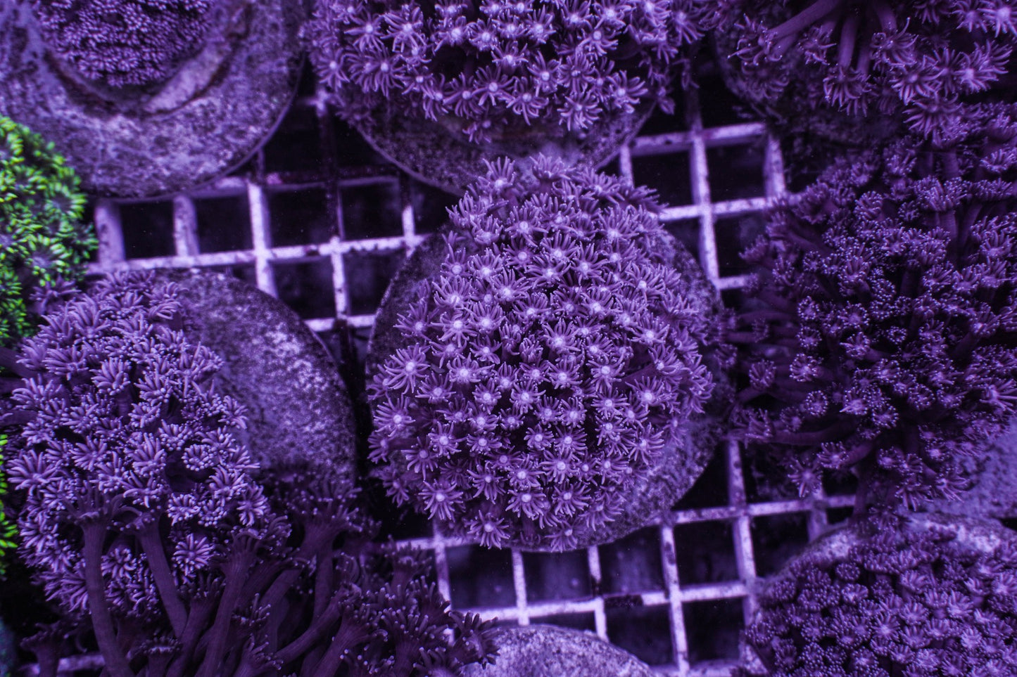 Goniopora spp. (Blue-Purple)