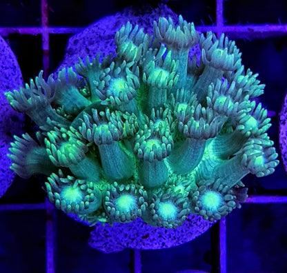 Goniopora spp. (Green-Blue Center)