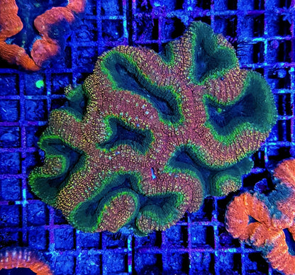 Lobophyllia spp. (Splitcolor)