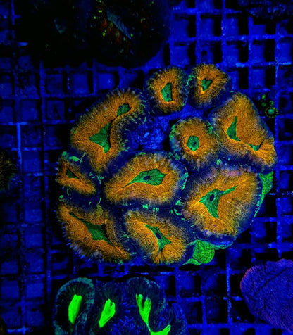 Lobophyllia spp. (Splitcolor)