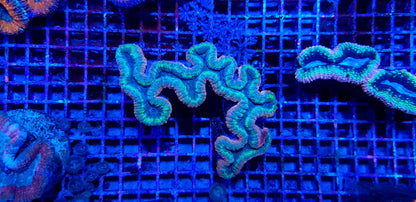 Lobophyllia spp. (Splitcolor)