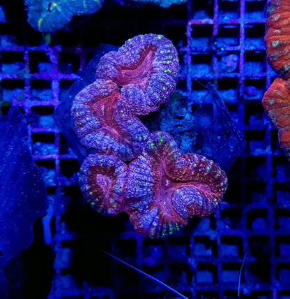 Lobophyllia spp. (Splitcolor)