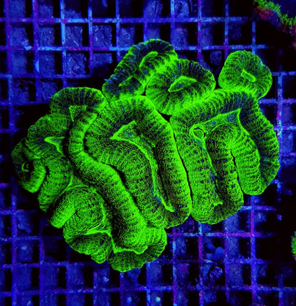Lobophyllia spp. (Green - Ultra)