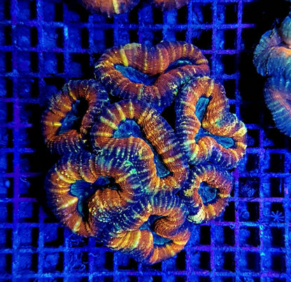 Lobophyllia spp. (Orange-Red - Premium)