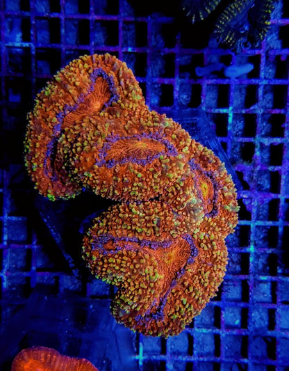 Lobophyllia spp. (Rainbow)