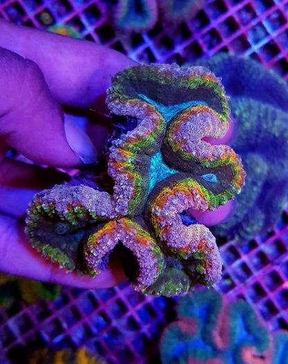 Lobophyllia spp. (Rainbow)